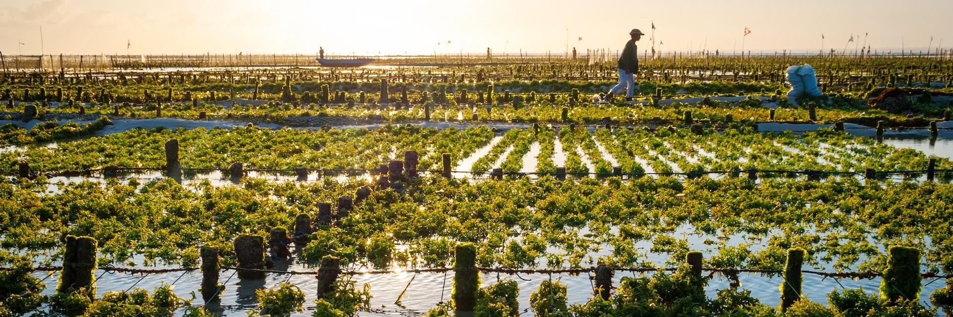 Seaweed Farming | Project Regeneration